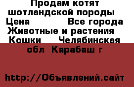 Продам котят шотландской породы › Цена ­ 2 000 - Все города Животные и растения » Кошки   . Челябинская обл.,Карабаш г.